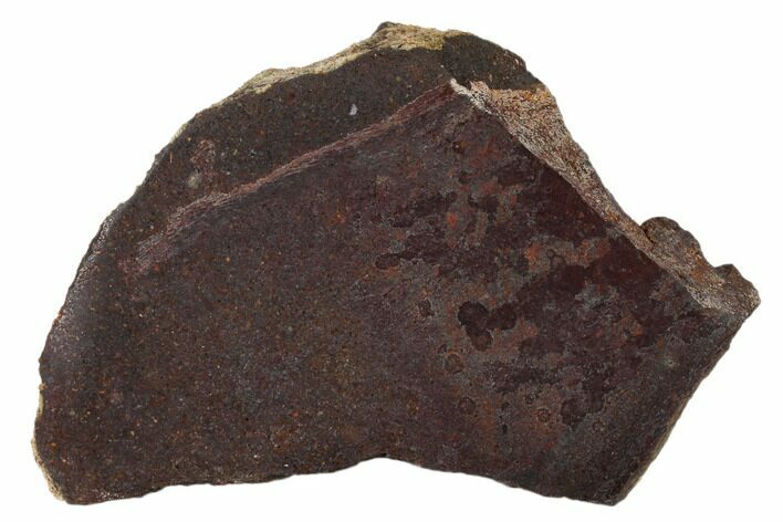 Polished Dinosaur Bone (Gembone) Section - Utah #151450